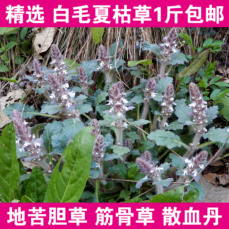 白毛夏枯草筋骨草1斤包邮 过冬青散草新鲜晒干雪里青地苦胆苦草