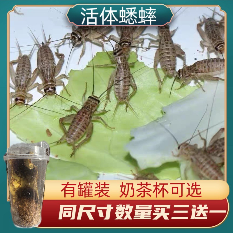 蟋蟀活体爬宠食物白蟋蟀蛐蛐蜥蜴守宫鬃狮蜘蛛蝎子粮食活食樱桃红