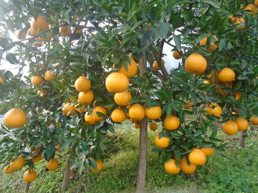 四川嫁接橘子树苗 春见耙耙柑橘树苗 南北方种植盆栽地栽结果树苗