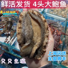 鲜活发货 海捕4头大鲍鱼 佛跳墙 南日鲍大连鲍鱼精品新鲜贝类500g