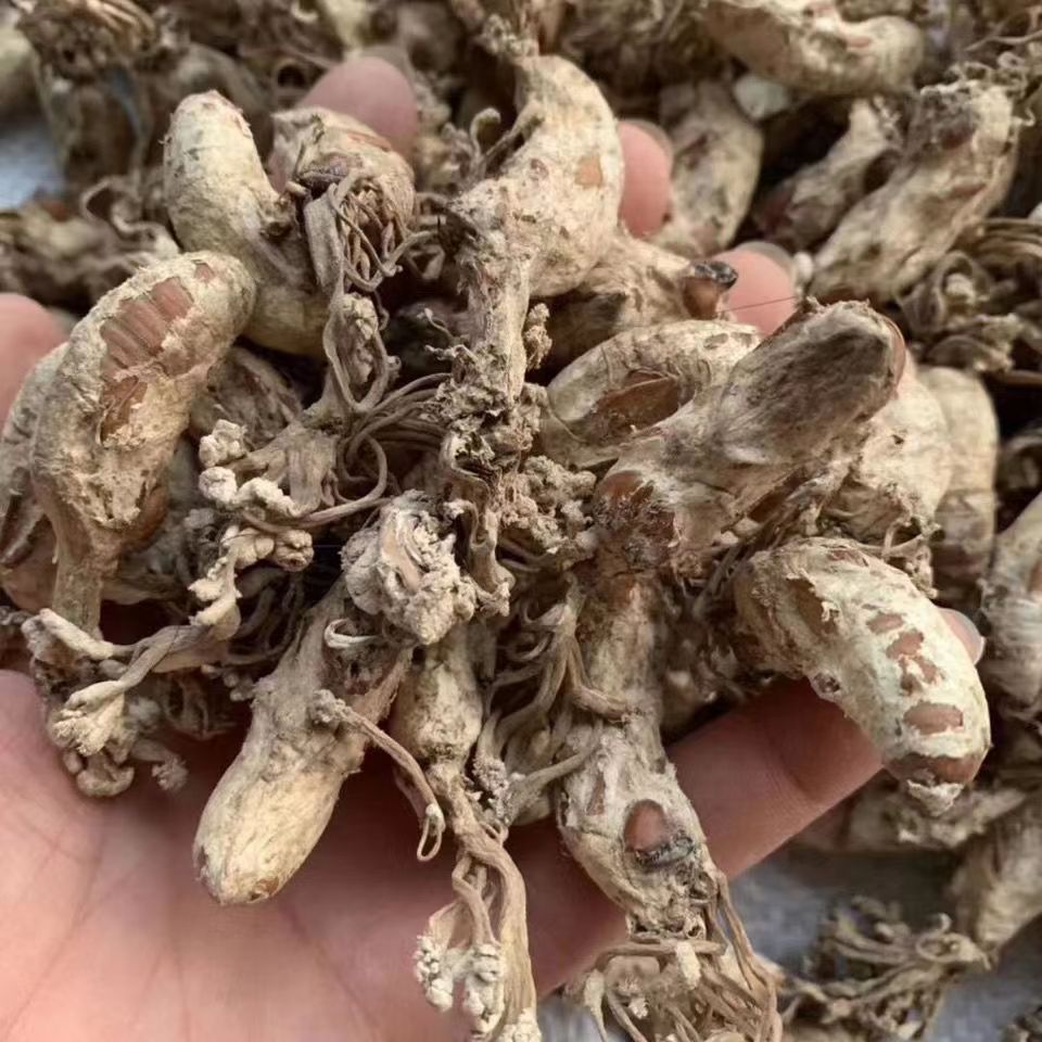 金蝉花500g新货大别山正品竹林蝉花知了花大虫草粉批发包邮-阿里巴巴