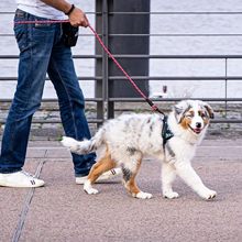 宠物牵引绳批发尼龙圆绳反光防丢狗狗牵引绳狗链子防爆冲宠物用品