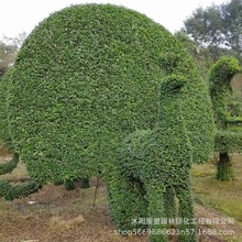 动物造型恐龙 海豚动物造型三角梅 国徽骆驼 大象河马长颈鹿 天鹅