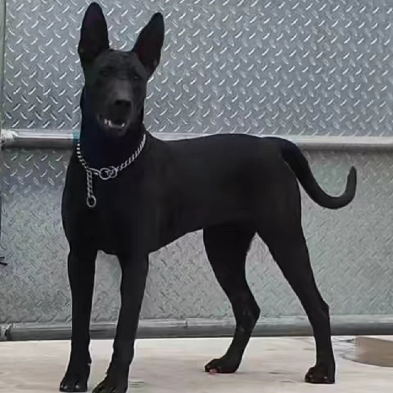 纯种黑狼犬墨界黑狼巨型犬黑狼幼崽赛级大型看家护院犬黑狼活体狗