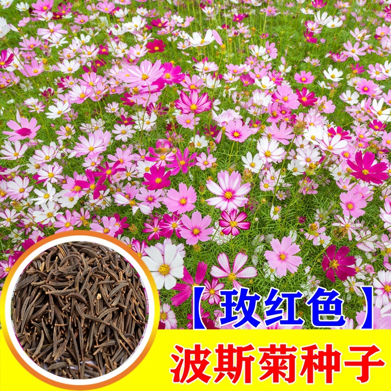 波斯菊花种子格桑花种籽子四季开花易活花籽庭院室外野花种子