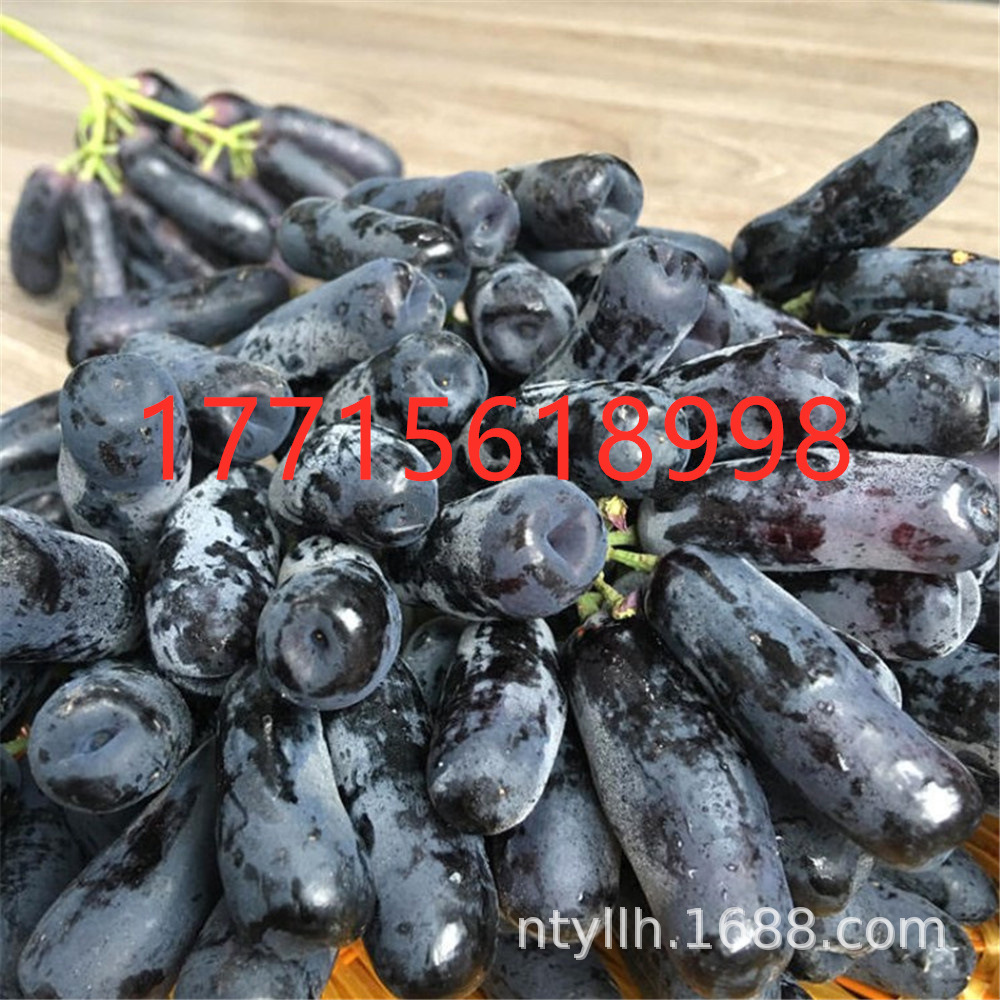 南北方种植新品种女巫指葡萄树苗金手指夏黑四季蓝宝石当年结果