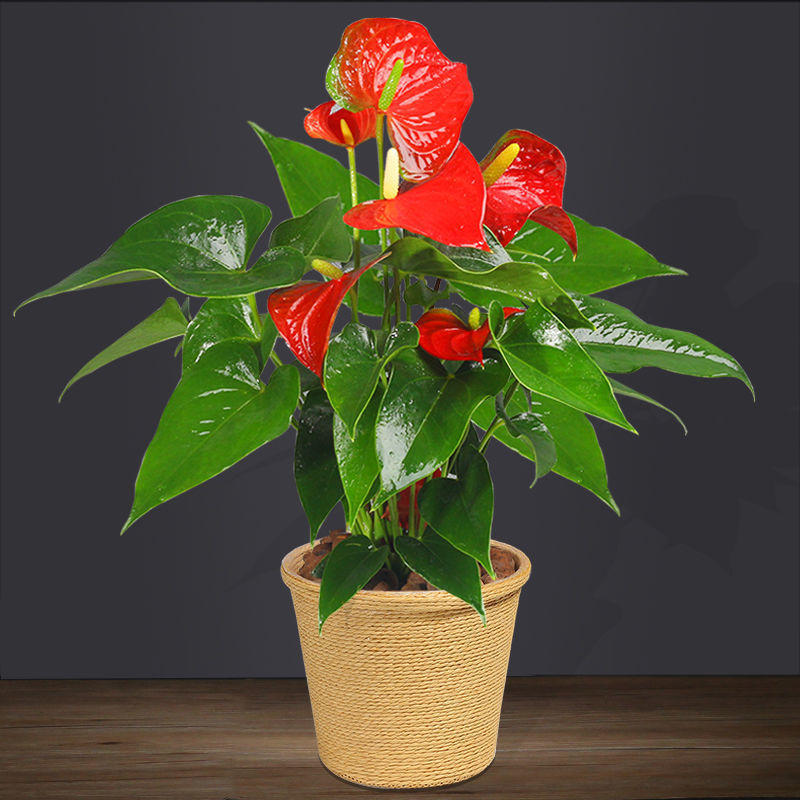 红掌花卉盆栽一帆风顺盆栽好养植物室内四季常青绿植水培植物花卉