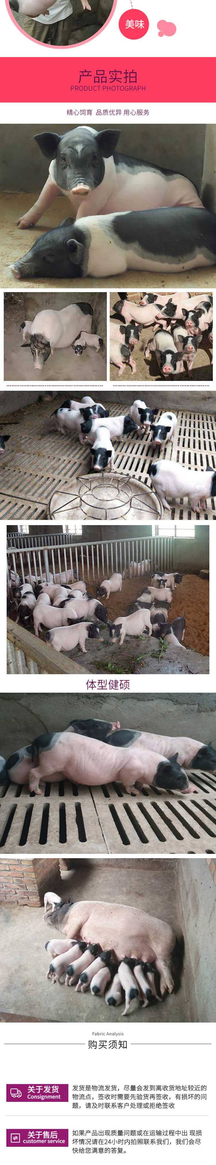 巴马香猪仔养殖 母猪仔批发基地 活体种猪仔 销售价格