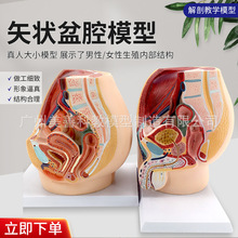 女性盆腔正中矢状切面模型1件 男性矢状解剖模型男性生殖解剖