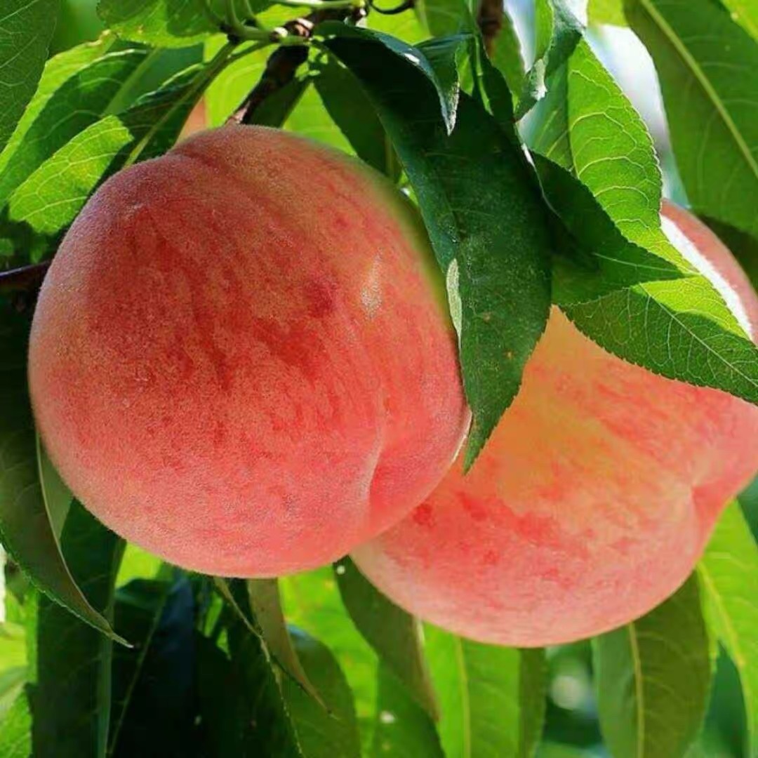 云南冬桃5斤装-阿里巴巴