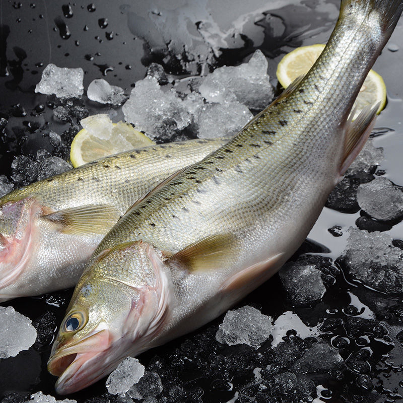 4条包邮海捕大鲈鱼海鲈鱼大海鱼海鲜水产鲜活活鱼冷冻鱼类水产