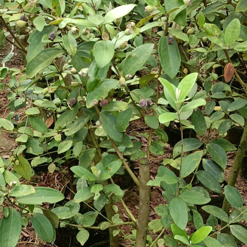 桃金娘树苗广西陈生果树种苗捻子树苗山捻子树苗南北方盆栽地栽