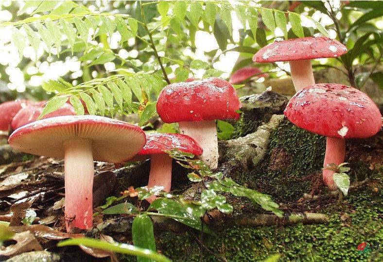 武夷山红菇味美,营养价值高.