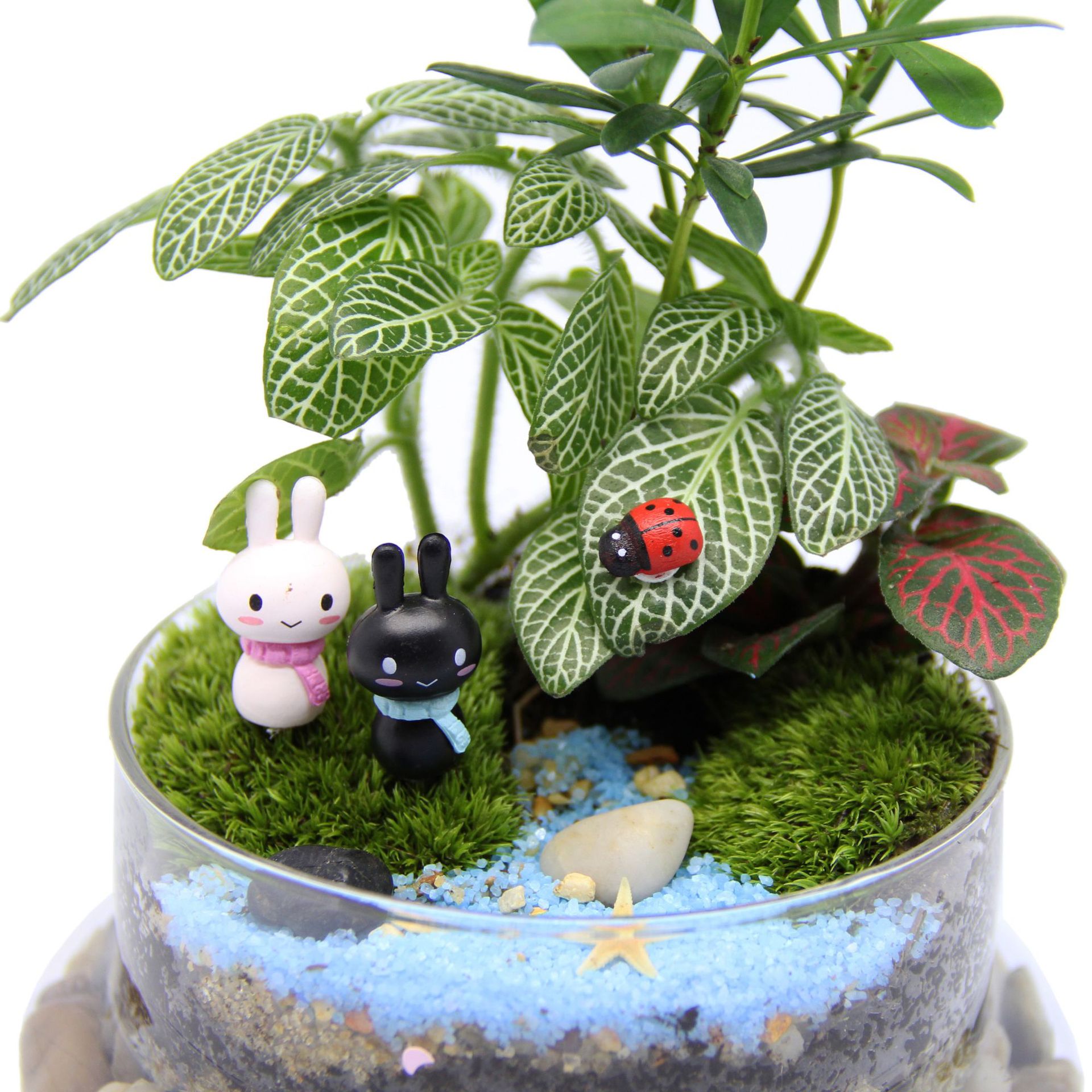 苔藓微景观造景瓶 2合1圆柱瓶 情人生日礼品活植物 创意礼品材料