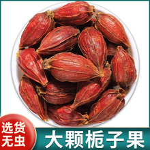 栀子泡水喝干姜汤干生红栀子果香料茶天然黄栀子的作用材