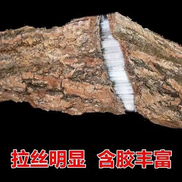 批发杜仲产地货源批发零售支持代发含胶丰富拉丝杜仲皮大货供应