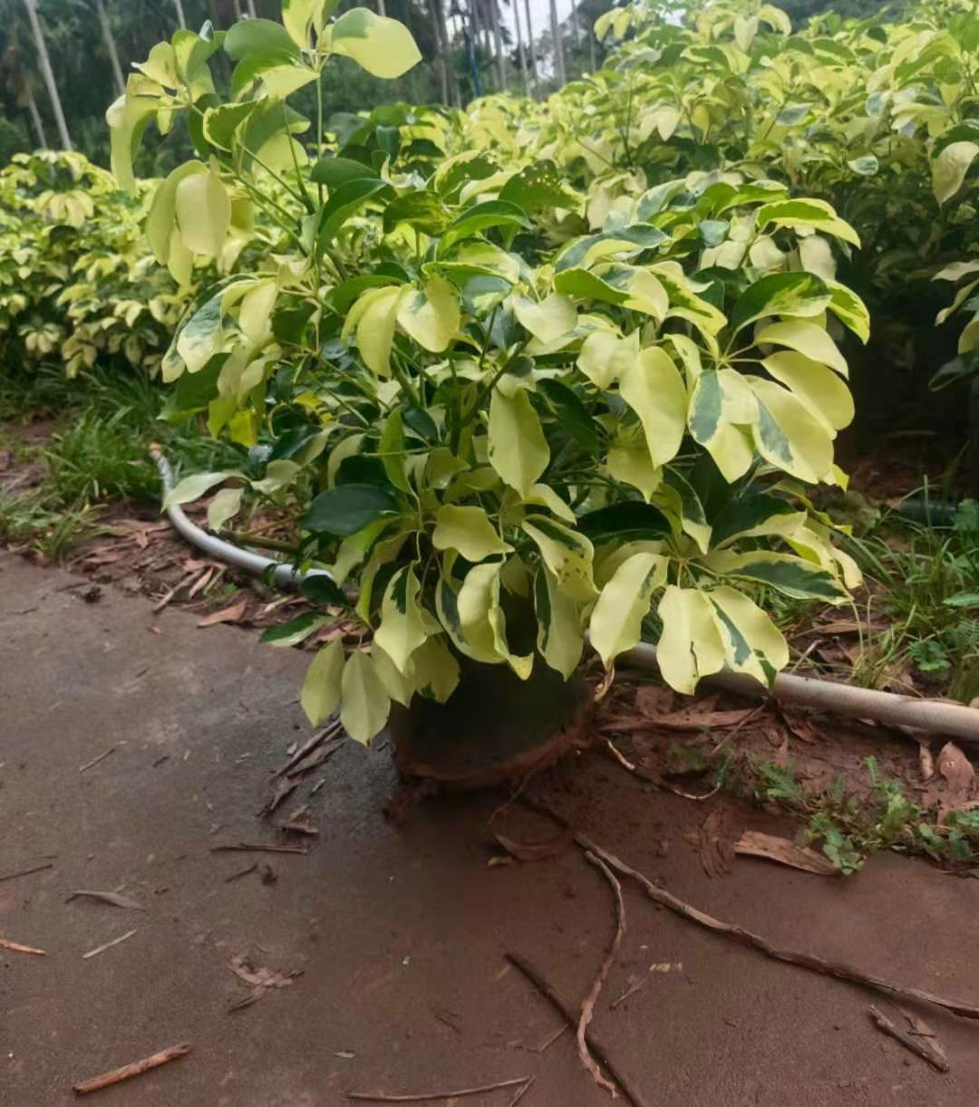 2109基地批发 供应 花叶鸭脚木10-60cm高袋苗 盆栽 花八叶 鹅掌柴