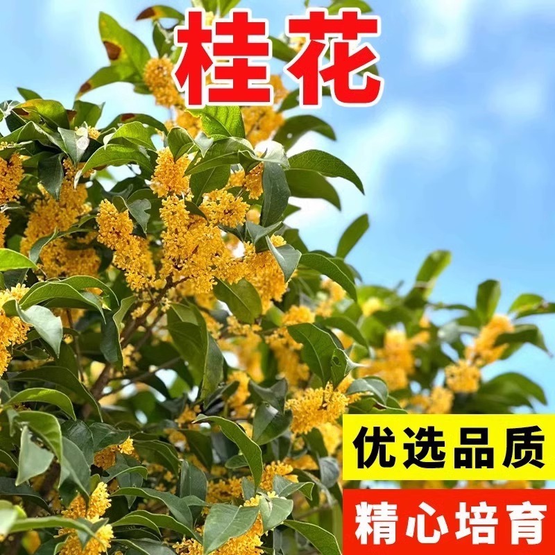 桂花种子樱花芙蓉花格桑花种子四季种植观赏盆栽跨境热卖花卉种子
