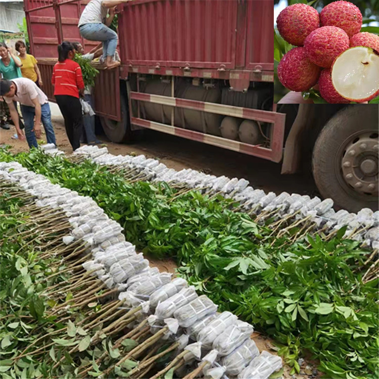 荔枝果苗 嫁接妃子笑荔枝苗批发 果树苗 基地 市场直销