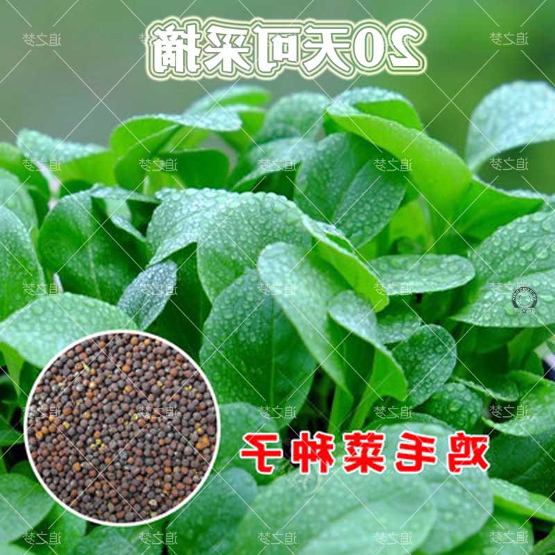 冬季鸡毛菜种子18天可采摘四季小白菜上海青菜种籽油菜阳台盆栽蔬