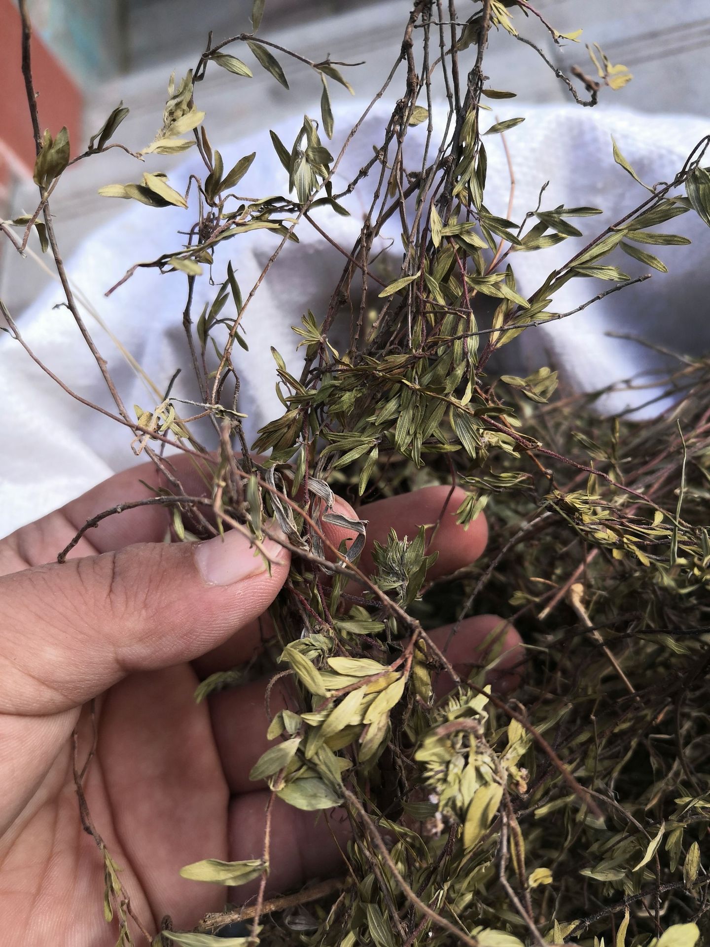 500g 百里香 国产货出口德国西餐调料地椒地花椒山椒山胡椒麝香草