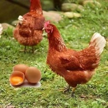 正宗海兰褐产蛋王鸡苗  脱温幼苗  青年鸡蛋鸡 农家散养土鸡笨鸡