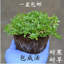 垂盆草盆栽植物驱蚊草佛甲草垂吊绿植桌面阳台花卉四季好养