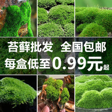 鲜活苔藓微景观植物盆景盆栽水陆缸假山草造景材料白发藓短绒青昕