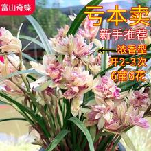 兰花苗建兰素花荷瓣名品 洛阳素荷 浓香盆栽植物室内四季好养花卉