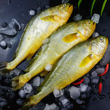 特大黄鱼新货冷冻新鲜海鲜水产生鲜5斤5条整箱小黄花鱼深海鱼商用