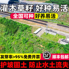 护坡灌木草籽胡枝子紫穗槐小冠花荆条猪屎豆刺槐籽银合欢灌木种子