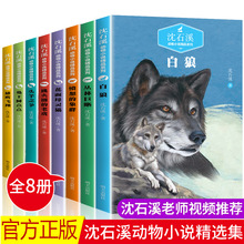 石溪动物小说 正版全套8册初中生课外阅读书籍儿童文学经典读物