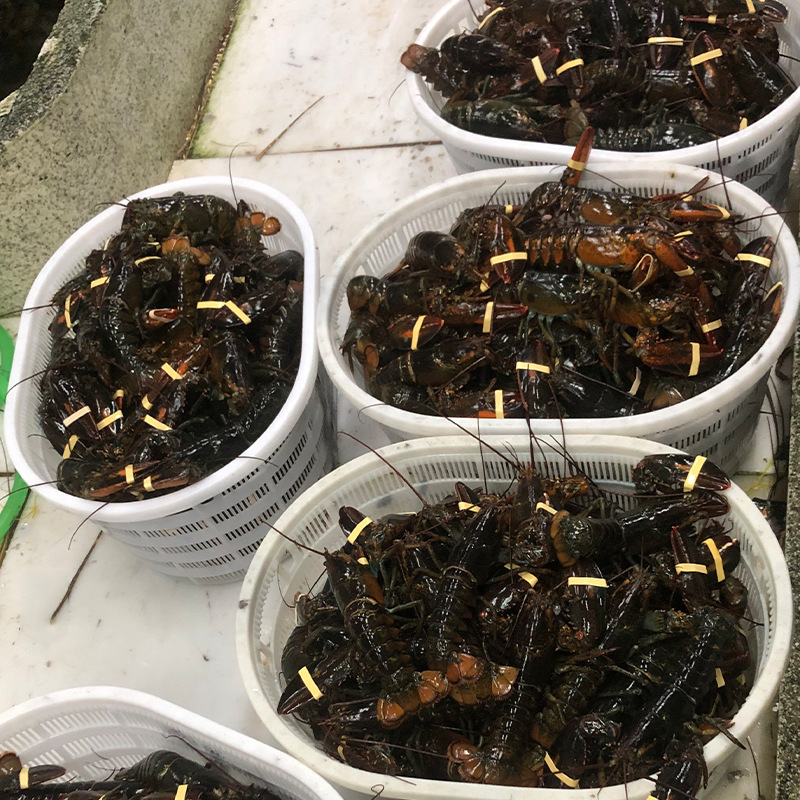 活波士顿龙虾餐饮鲜活敖龙虾鲜活波龙虾生猛海鲜水产批发一手货源
