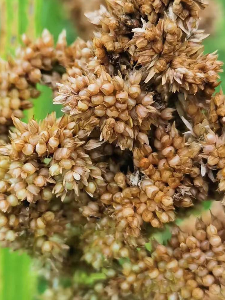 广西特产鸭脚粟龙爪粟米拳头粟米粒婴儿枕头红黄小米