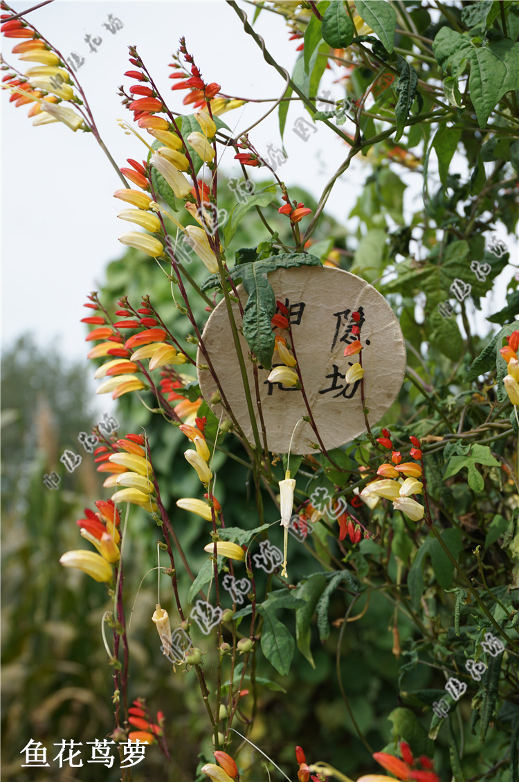 爬藤五角星花种子 鸟罗种子 羽叶茑萝 圆叶茑萝 鱼花茑萝爬藤植物