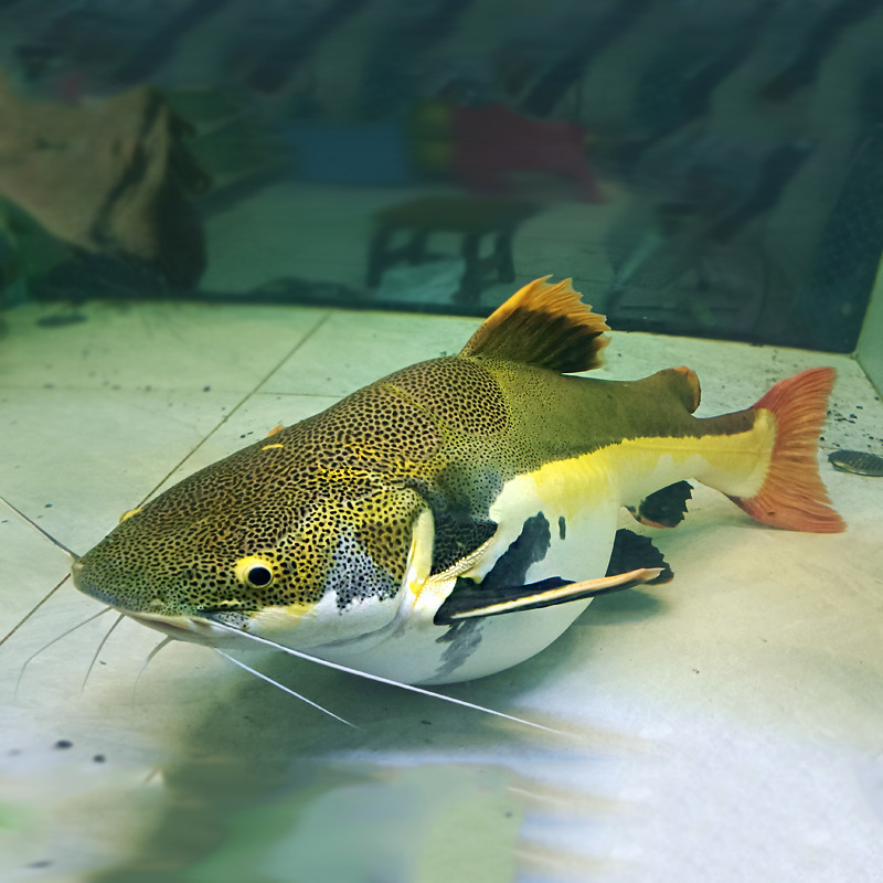 招财猫鱼苗活体狗仔鲸红尾鲶鱼凶猛肉食大型热带鱼观赏鱼宠物鱼