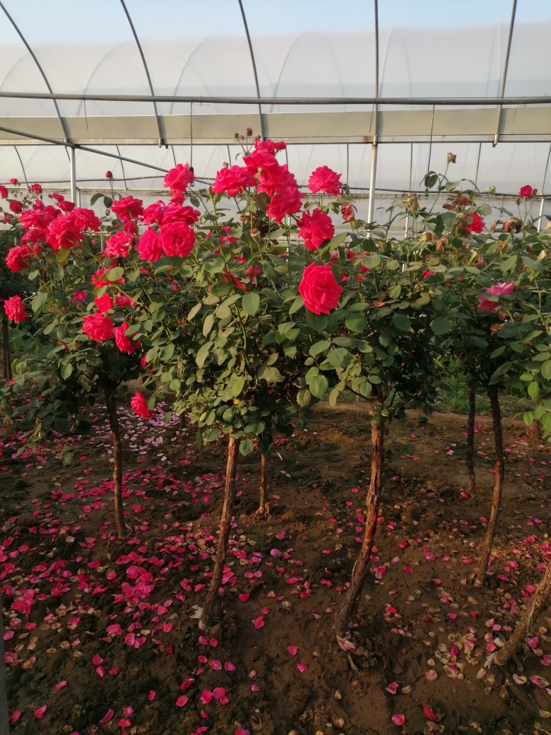 山木香嫁接树桩月季 高杆树状月季树庭院  多色嫁接树桩月季 老桩