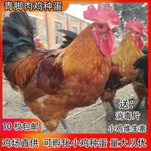 纯种红瑶鸡种蛋可孵化小鸡受精蛋散养土鸡蛋受精高产新鲜10枚包邮