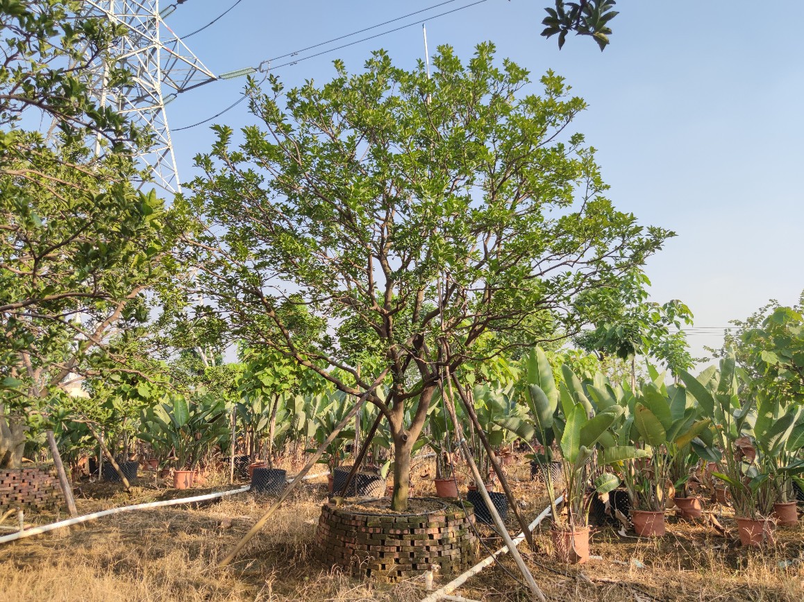 2110基地供应 全冠多杆 丛生 香橼 香泡 4-7米高假植苗 庭院楼盘