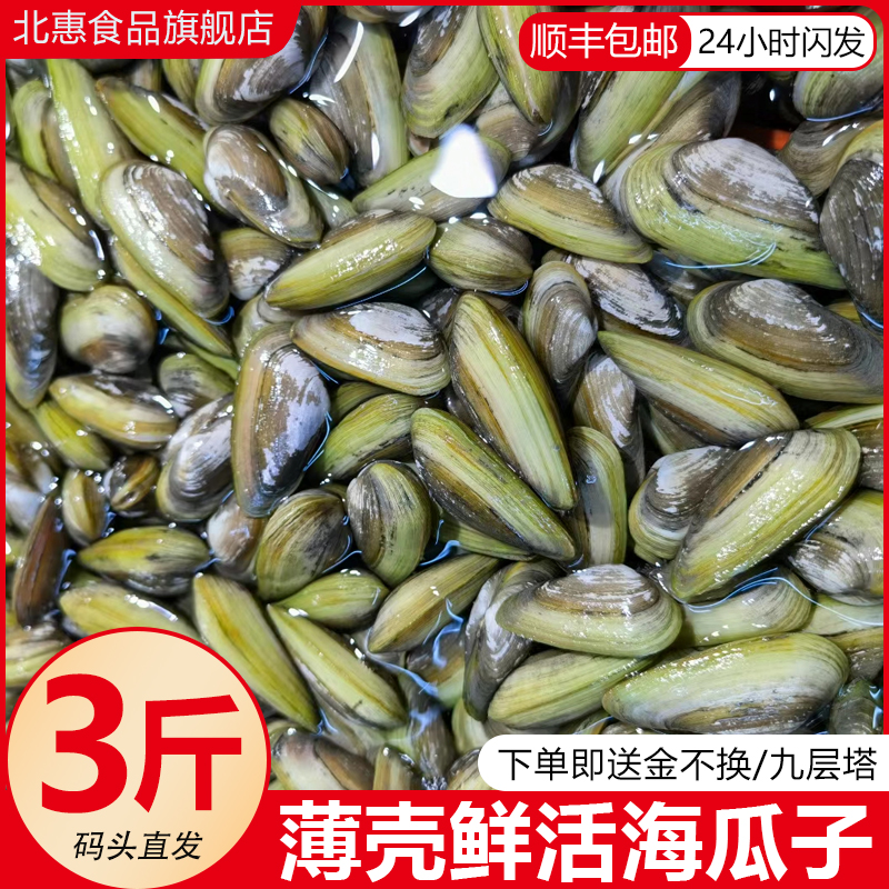 海瓜子鲜活薄壳海鲜水产无沙海花螺蛳扇贝类当天捕捞3斤顺丰包邮