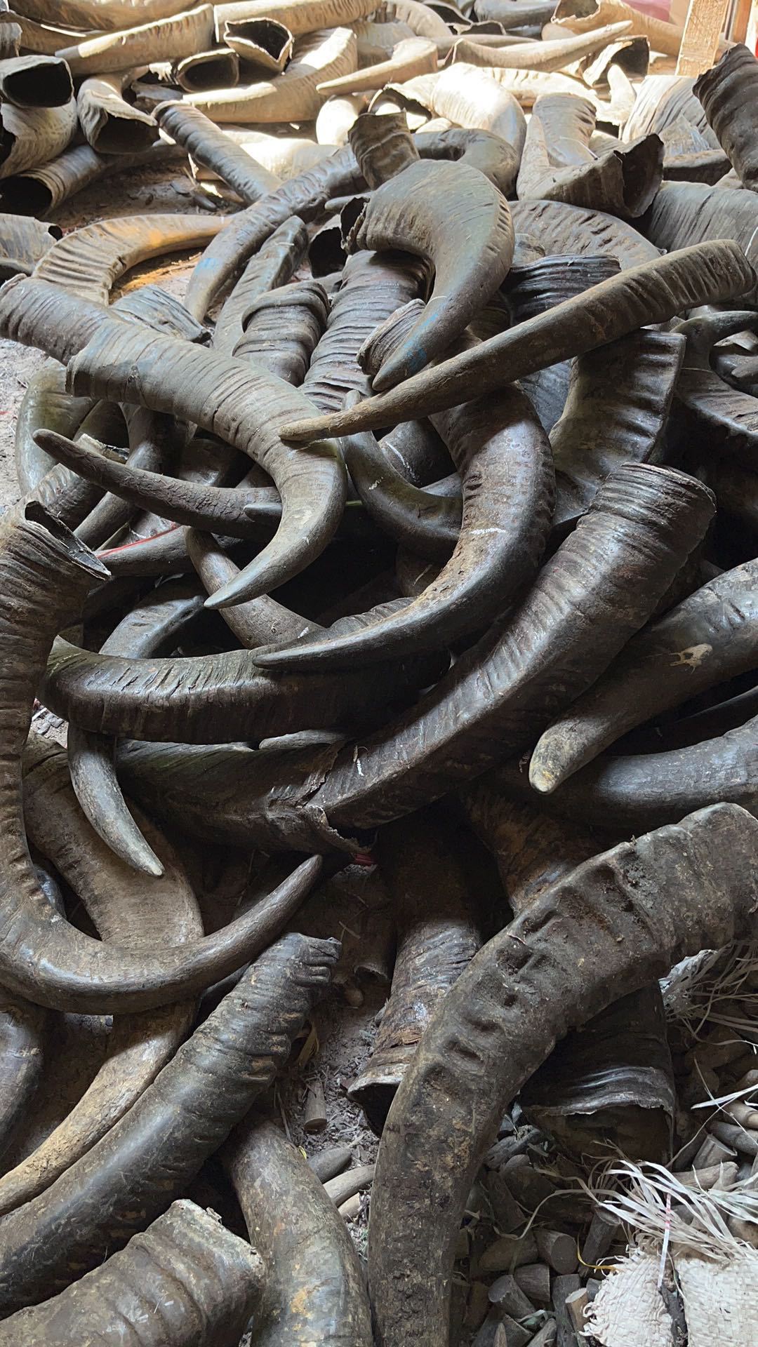 水牛角印章材料