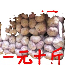 干货大蒜头紫皮干新蒜干蒜子批发3/5/10斤新鲜红皮亚马逊厂家直销