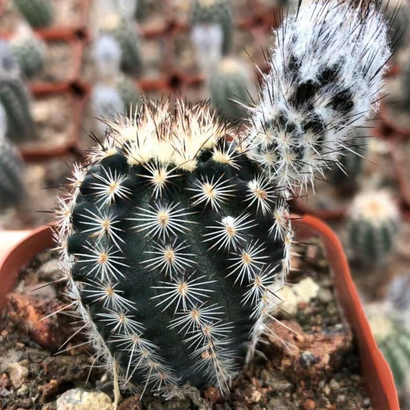 基地直供 仙人球盆栽 折墨虾4-5cm 居家客厅摆件 创意绿植装饰