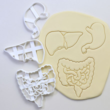新款亚马逊塑料肠道胃肝脏印章磨具白色压花工具人体器官印章模具
