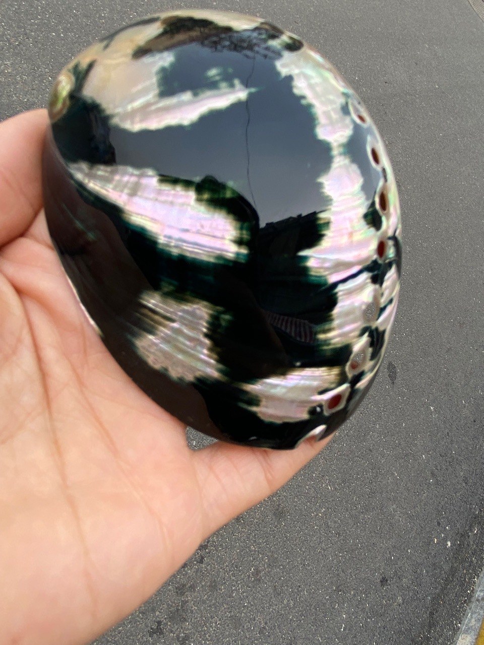 10-11厘米炫彩光泽黑金鲍 黑鲍鱼壳 天然贝壳海螺 鼠尾草燃烧壳