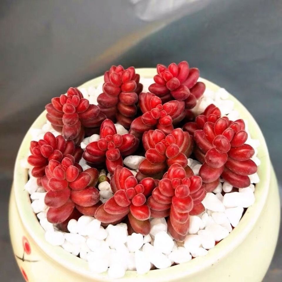 植物珠多肉批办公室创意红色珊瑚阳台花卉绿植组合套餐盆栽内批发