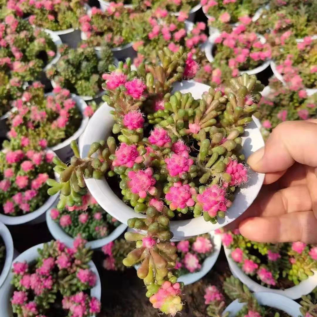 基地直供多肉植物盆栽观肉植物室内小盆栽花卉140茶绿锦