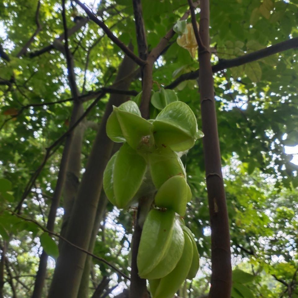新鲜酸杨桃 鲜品酸杨桃,现摘酸杨桃500g