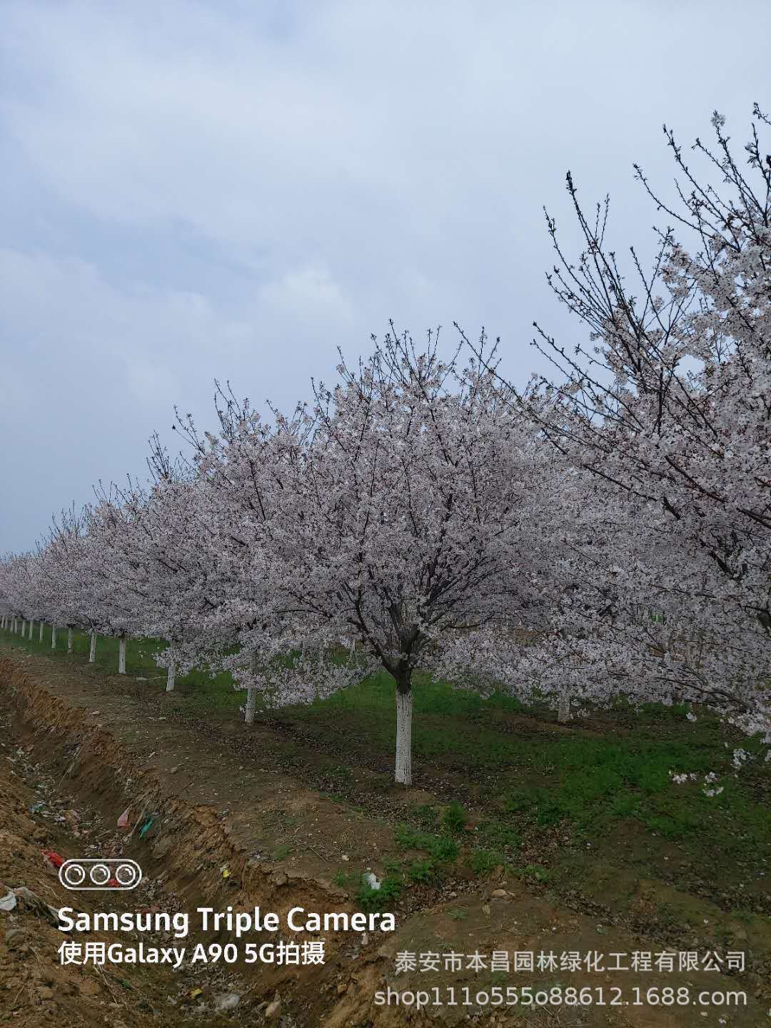 染井吉野樱花日本早樱晚樱日本染井吉野树苗行道树 苗圃绿化苗木