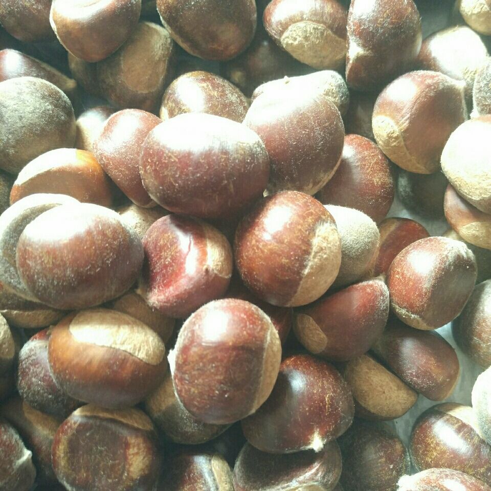 沂蒙山新鲜板粟野生板栗批发千年老树油栗子有机大果优质板栗
